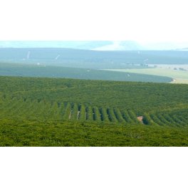 Café Brésil Sul de Minas - Organic