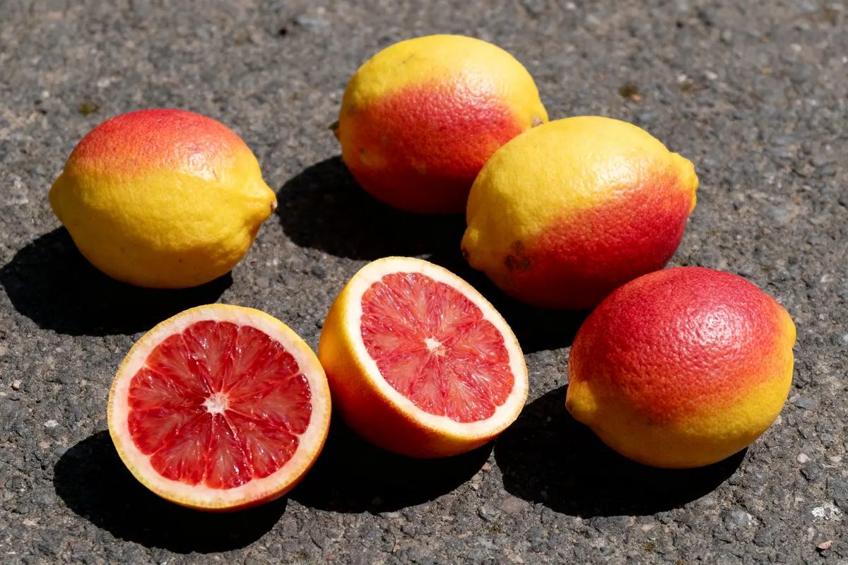 Citrons rouges : Pourquoi cultiver ce fruit rare ?