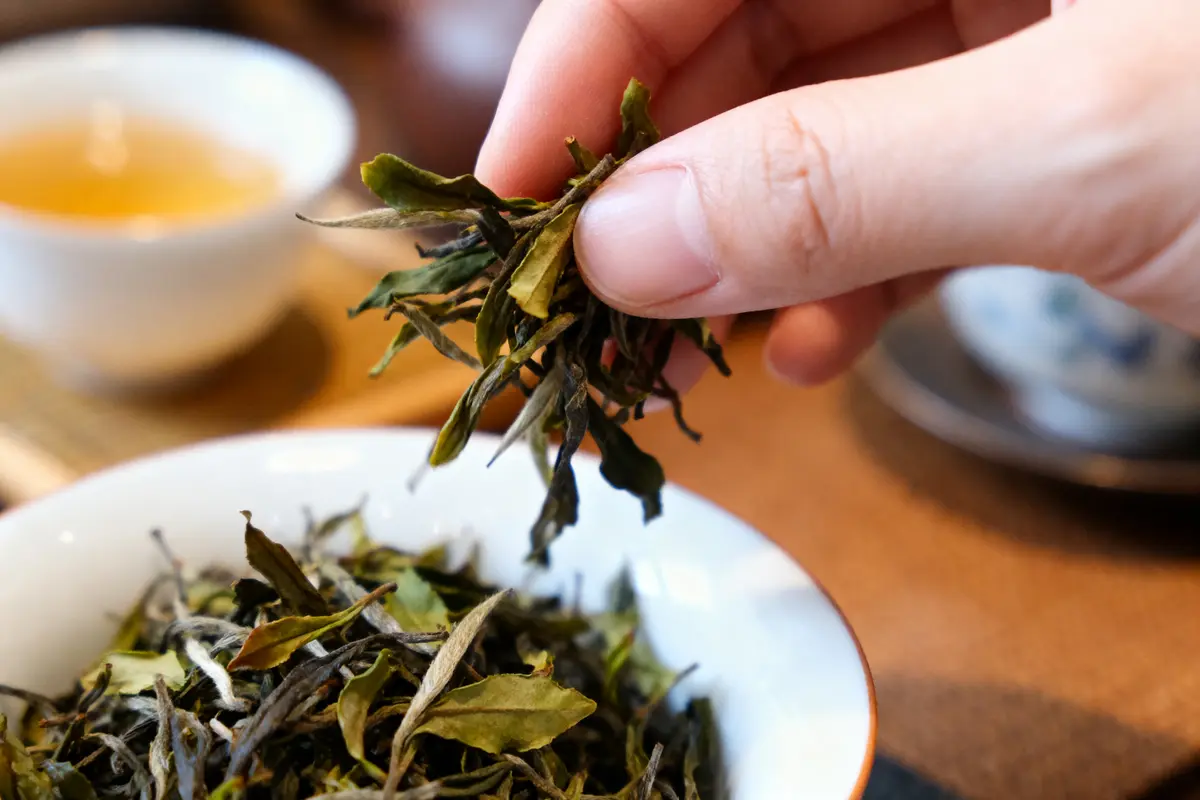 Tout savoir sur le thé orange pekoe : Grades et bienfaits !