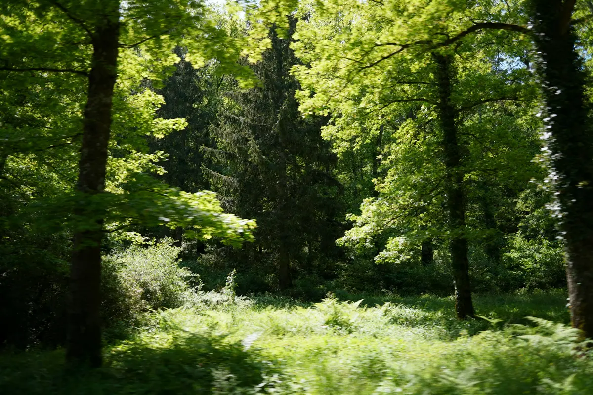 Nature en anglais : Vocabulaire, traduction et prononciation clés