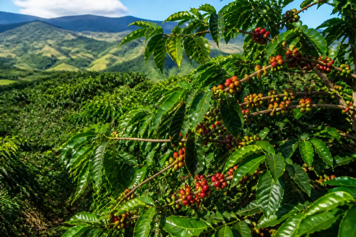 Pays producteur de café : Top 10 des leaders et leurs marchés